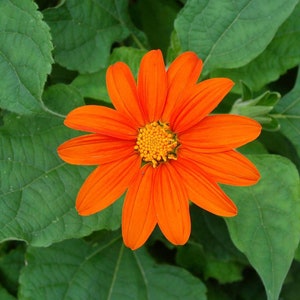 100 Mexican Sunflower Seeds. Tithonia rotundifolia.