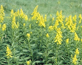 Canada Goldenrod Seeds / Solidago canadensis (200 seeds)