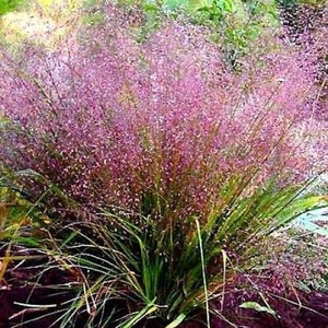 Purple Lovegrass seeds / Eragrostis spectabilis (500 seeds)