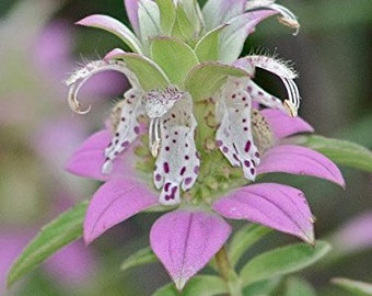 100 Spotted Bee Balm Seeds. Monarda punctata.