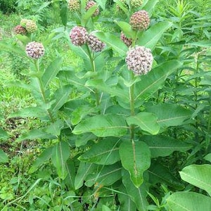 100 Common Milkweed seeds / Asclepias syriaca