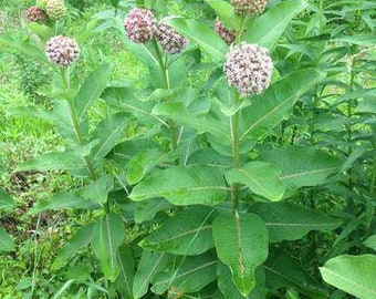 Common Milkweed seeds / Asclepias syriaca