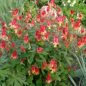 100 Wild Columbine seeds. Aquilegia canadensis.