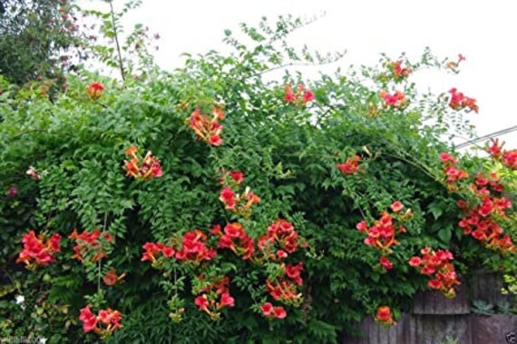 RED TRUMPET VINE TROPIC CLIMBING PERENNIAL! 50 SEEDS Campsis radicans 