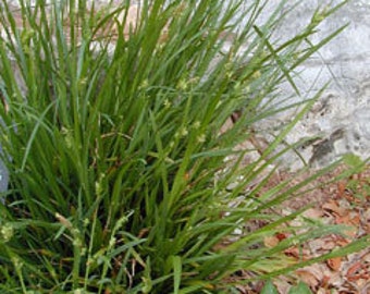 100 Common Wood Sedge seeds / Carex blanda