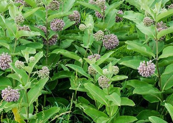 8 Common Milkweed Plants Asclepias Syriaca 2 5 Etsy