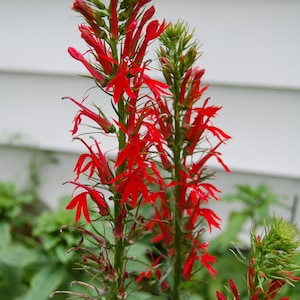 350 Red Cardinal Flower Seeds / Lobelia cardinalis