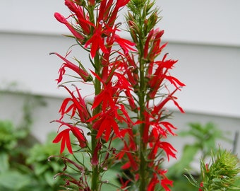 350 Red Cardinal Flower Seeds / Lobelia cardinalis