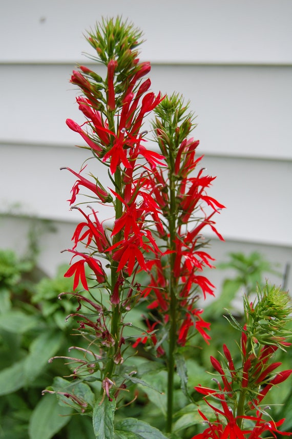 350 Red Cardinal Flower Seeds Lobelia cardinalis