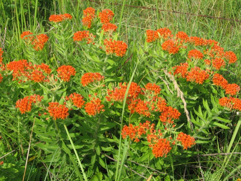 Free shipping. Ships now 2.5 containers Asclepias tuberosa 32 Butterfly Weed Plants