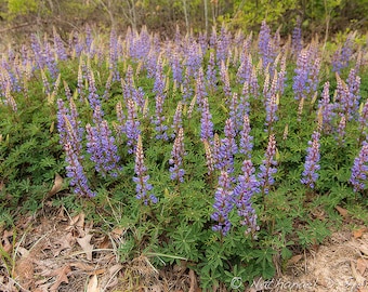 30 Sundial Lupine Seeds / Lupinus perennis
