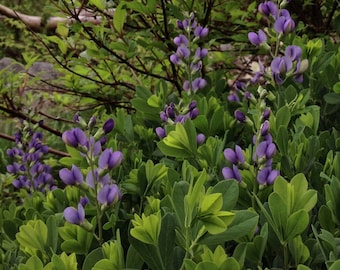 50 False Blue Indigo seeds / Baptisia australis