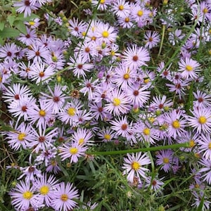 50 Aromatic Aster Seeds. Symphyotrichum oblongifolius.