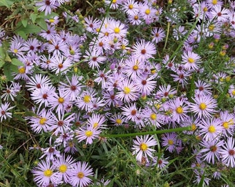 50 Aromatic Aster Seeds. Symphyotrichum oblongifolius.