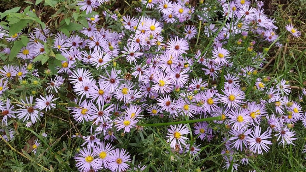 50 Aromatic Aster Seeds. Symphyotrichum oblongifolius.