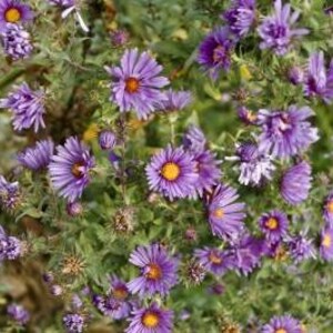 100 New England Aster seeds / Symphyotrichum novae-angliae