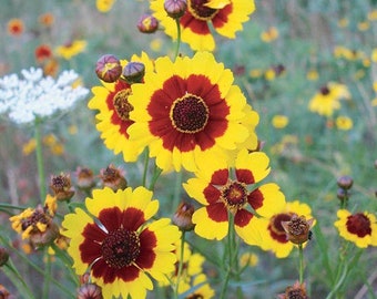 May include: A close-up of a field of yellow and red wildflowers. The flowers have a dark red center and yellow petals.