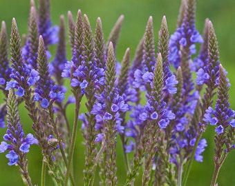 100 Blue Vervain Seeds. Verbena hastata.