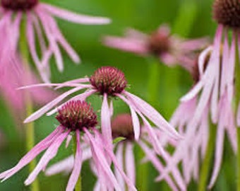 100 Pale Purple Coneflower seeds / Echinacea pallida