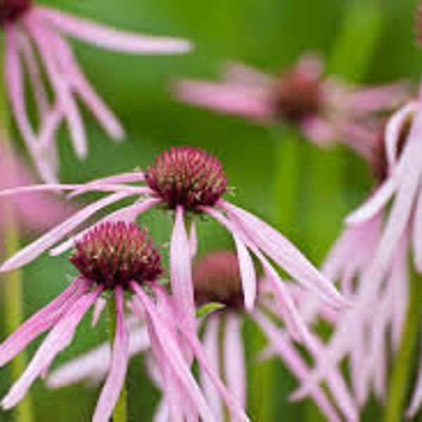 100 Pale Purple Coneflower seeds / Echinacea pallida