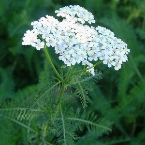 500 Common Yarrow seeds / Achillea millefolium *Medicinal*