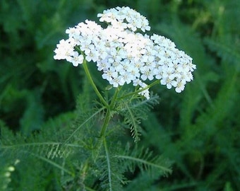 May include: A close-up of a white yarrow flower with delicate petals, blooming against a backdrop of green foliage.