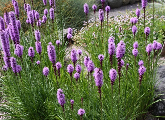 100 Dense Blazing Star Seeds. Liatris spicata