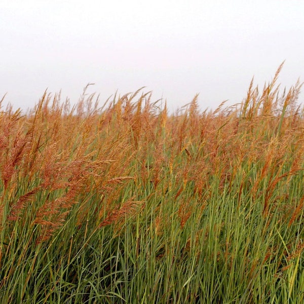 100 Indian Grass seeds. Sorghastrum nutans.