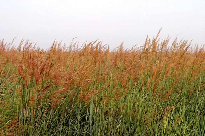 100 Indian Grass seeds. Sorghastrum nutans. image 1