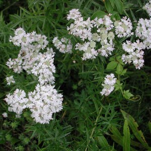 100 Mountain Mint Seeds. Pycanthemum virginianum