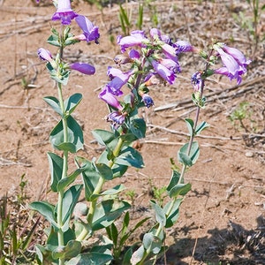 50 Large Flowered Beardtongue Seeds. Penstemon grandiflorus.