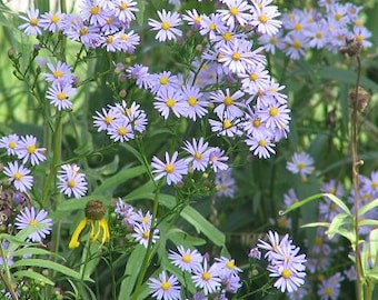 Sky Blue Aster Seeds / Symphyotrichum oolentangiense (50 seeds)