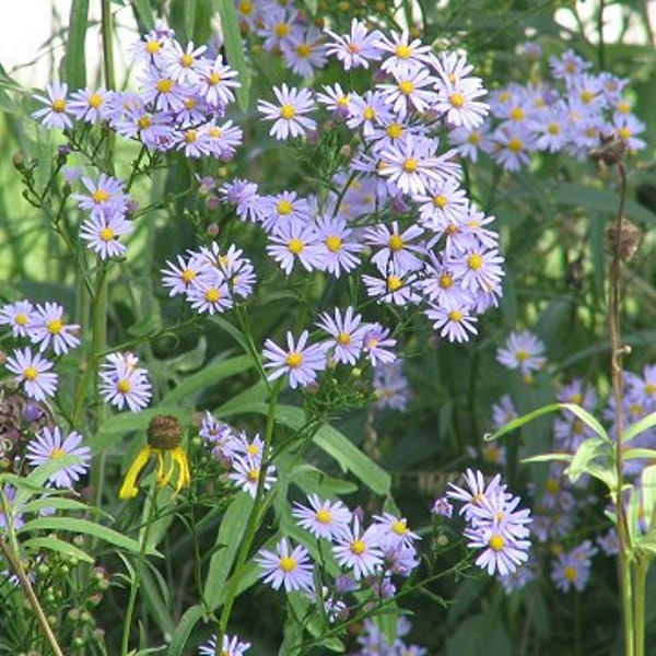 50 Sky Blue Aster Seeds. Symphyotrichum oolentangiense.