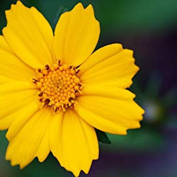 100 Lance Leaved Coreopsis Seeds. Coreopsis lanceolata.