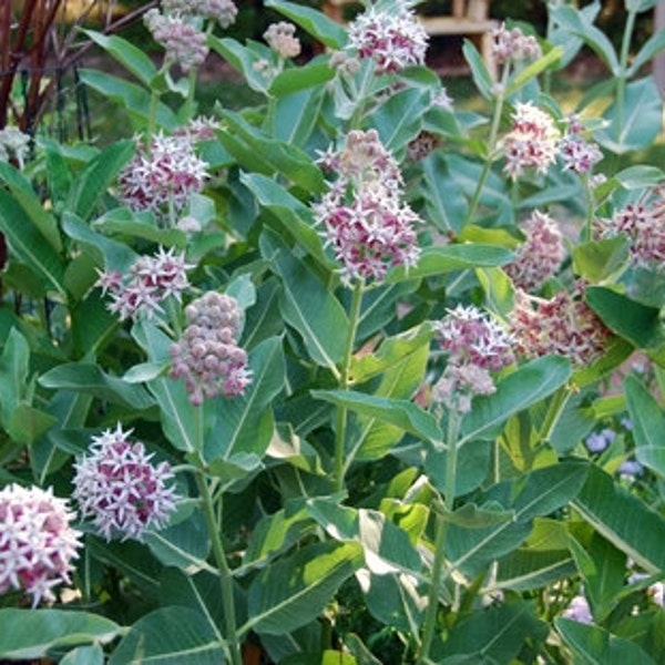 100 Showy Milkweed Seeds. Asclepias speciosa.