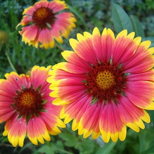 100 Blanket Flower Seeds. Gaillardia aristata.