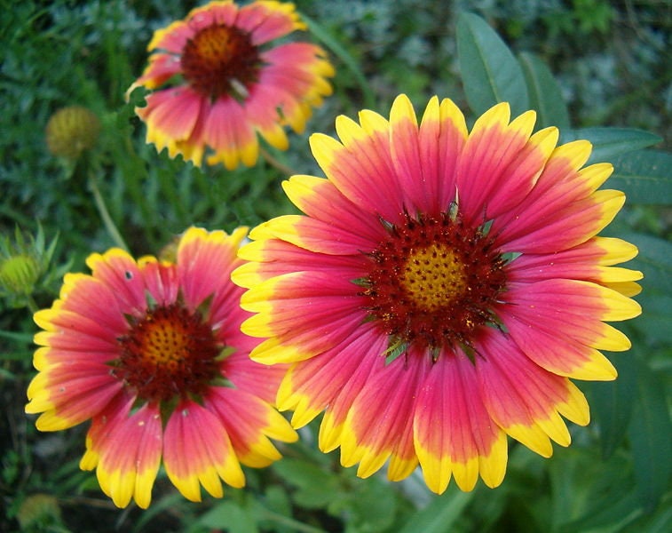 100 Blanket Flower Gaillardia