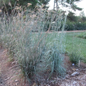100 Big Bluestem Seeds. Andropogon gerardii.