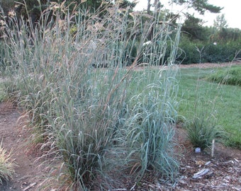 100 Big Bluestem Seeds. Andropogon gerardii.