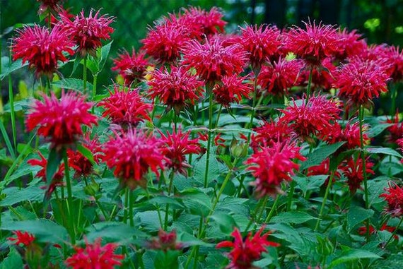 4g 0.14oz Bergamot bee balm Beebalm Monarda Didyma Organic red Flowers Petals for Steam Bath Decor Art /& to decorate candel in Canada