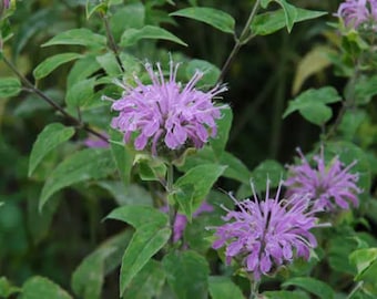 Könnte beinhalten: Nahaufnahme einer Pflanze mit lila Blüten. Die Blüten haben ein zartes, federartiges Aussehen und sind an der Stiele zusammengedrängt. Die Pflanze hat grüne Blätter und wächst in einem Garten.