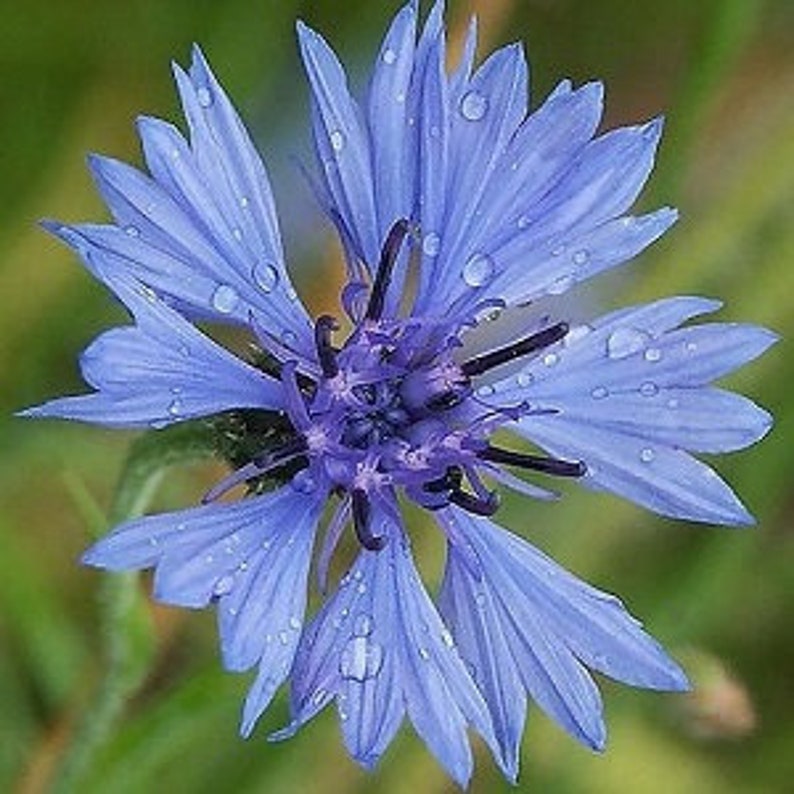 250 Tall Blue Cornflower / Bachelor Button Seeds. Centaurea Etsy