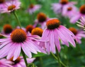 100 Purple Coneflower Seeds / Echinacea purpurea