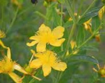 Great St. John's Wort seeds / Hypericum pyramidatum (100 seeds)