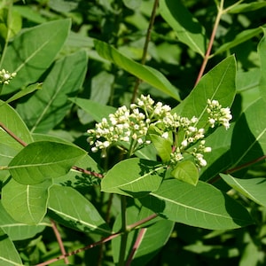 75 Indian Hemp/Common Dogbane Seeds / Apocynum cannabinum *MEDICINAL*