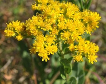 100 Stiff Goldenrod Seeds. Solidago rigida. *MEDICINAL*