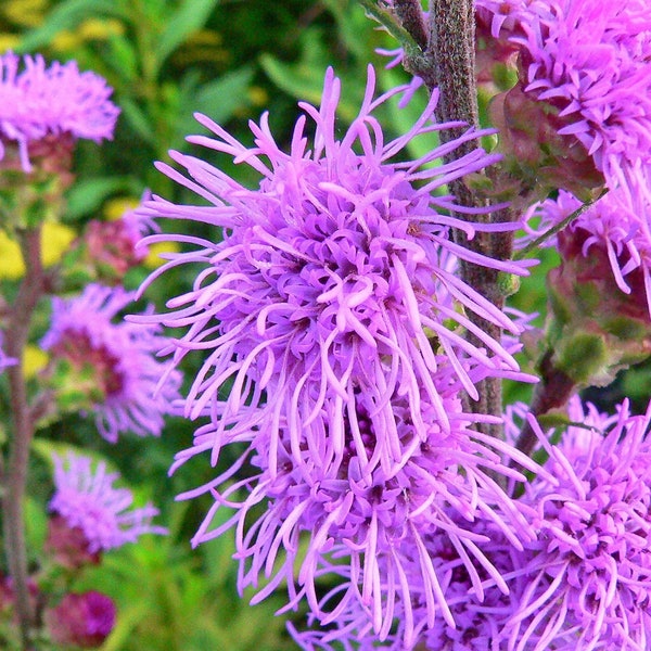 100 Meadow Blazing Star Seeds. Liatris ligulistylis.