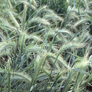 100 Canada Wild Rye Seeds. Elymus canadensis.