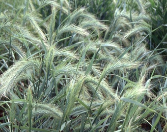 Canada Wild Rye Seeds / Elymus canadensis (100 seeds)