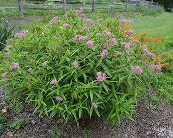 100 Swamp Milkweed Seeds / Asclepias Incarnata